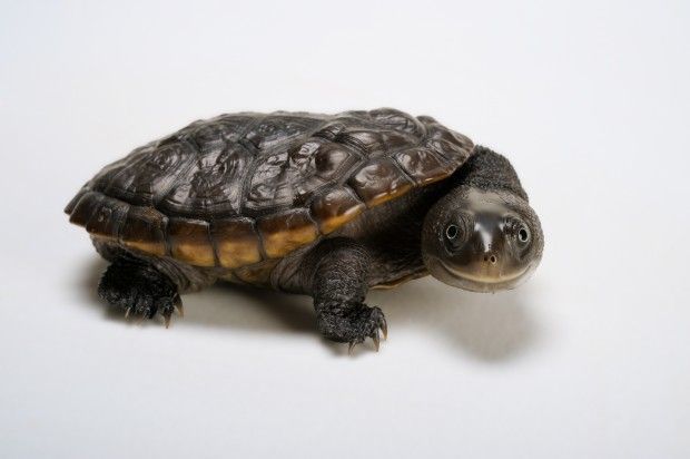 Reimann's snake-necked turtle